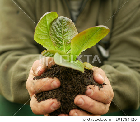 Seedlings lettuce leaves butterhead hand soil palms close-up wearing bio green Lactuca sativa vegetables gardening young planting leaf detail greenhouse field crop farm farming garden salad growing 101784420
