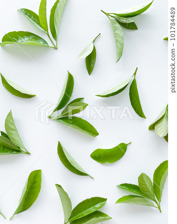 green leaves on a white background. Large fresh decorative leaves. green leaves on a white background. Large fresh decorative leaves. 101784489