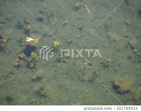 Creatures such as killifish and tadpoles living in the park pond 101784522