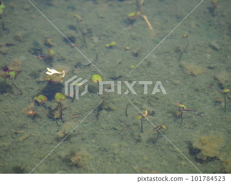 Creatures such as killifish and tadpoles living in the park pond 101784523