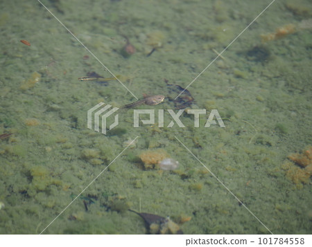生活在公園池塘中的鱂魚和蝌蚪等生物 101784558