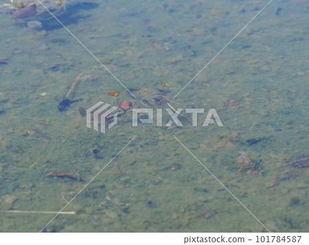 Creatures such as killifish and tadpoles living in the park pond 101784587