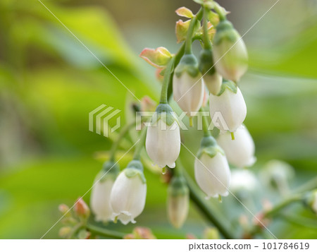 藍莓花 藍莓花 101784619