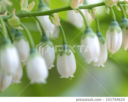 藍莓花 101784620