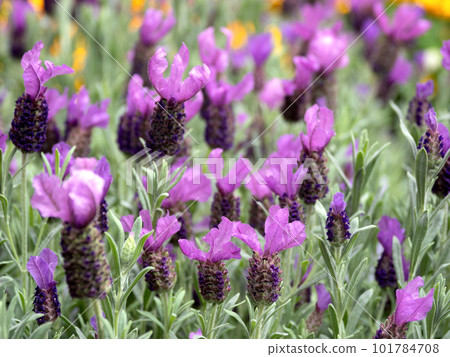 薰衣草苗 101784708