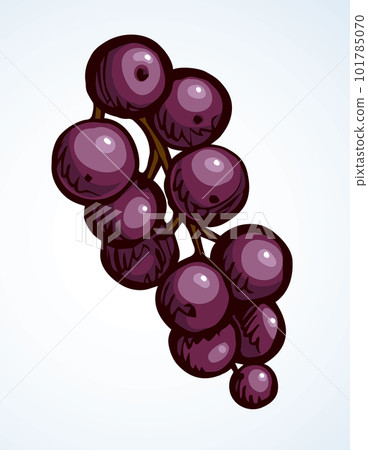 Currants on branch. Vector drawing Currants on branch. Vector drawing 101785070
