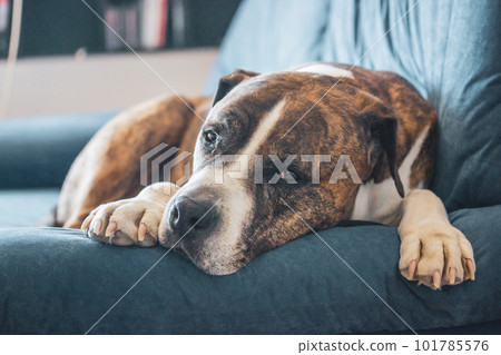 German brown white boxer lying on blue couch. Medium-sized breed of short-haired service clever dog bred. Big gorgeous canine domestic animal with serious muzzle resting indoors. Home guard. A pet 101785576