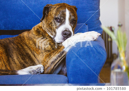 German brown white boxer lying on blue couch. Medium-sized breed of short-haired service clever dog bred. Big gorgeous canine domestic animal with serious muzzle resting indoors. Home guard. A pet 101785580