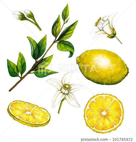 Watercolor botanical illlustration of lemon tree branch with flowers on white background for design. Watercolor botanical illlustration of lemon tree branch with flowers on white background for design. 101785872