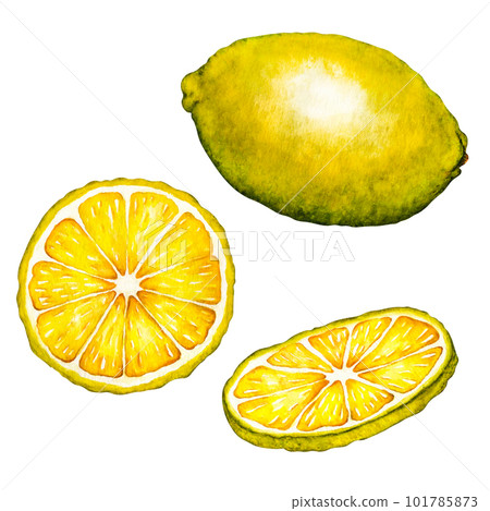 Watercolor botanical illlustration of lemon tree branch with fruits and flowers on white background for design Watercolor botanical illlustration of lemon tree branch with fruits and flowers on white background for design 101785873