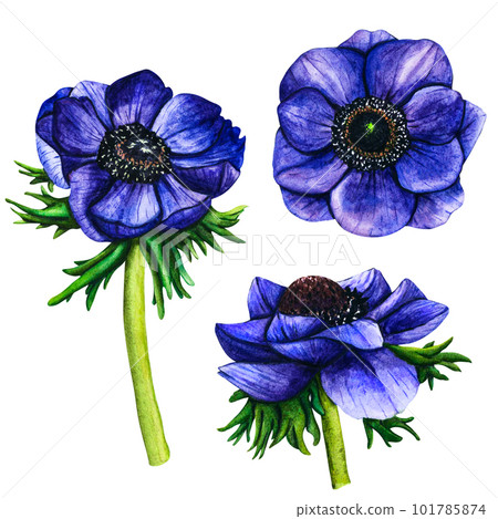Hand drawn watercolor flowers violet anemone on white background. Spring floral botanical illustration isolated for greeting cards, wedding invitation, birthday and mothers day cards. Hand drawn watercolor flowers violet anemone on white background. Spring floral botanical illustration isolated for greeting cards, wedding invitation, birthday and mothers day cards. 101785874
