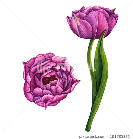 Hand drawn watercolor flowers violet tulips on white background. Spring floral botanical illustration isolated for greeting cards, wedding invitation, birthday and mothers day cards. Hand drawn watercolor flowers violet tulips on white background. Spring floral botanical illustration isolated for greeting cards, wedding invitation, birthday and mothers day cards. 101785875