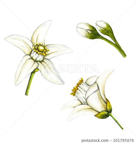 Watercolor botanical illlustration of lemon tree branch with flowers on white background for design. Clipart objects for design and decoration, package, cards Watercolor botanical illlustration of lemon tree branch with flowers on white background for design. Clipart objects for design and decoration, package, cards 101785878