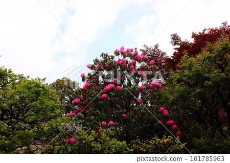 Rhododendrons in full bloom on the grounds of Kansenji Temple (3) 101785963