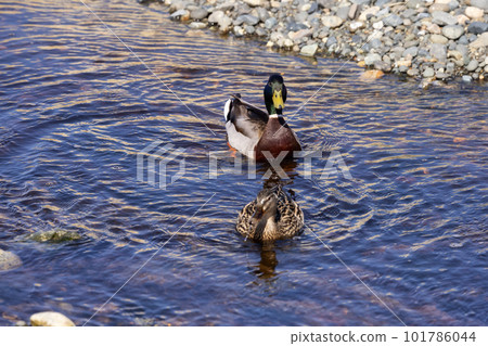 Wild Duck, Mallard, in a river by the Pacific Ocean Shore. Wild Duck, Mallard, in a river by the Pacific Ocean Shore. 101786044