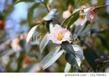 山茶花昭和Akusuke 101786461
