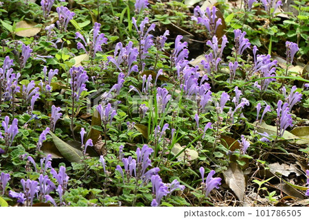 Skullcap flowers/Tatsunami grass Skullcap flowers/Tatsunami grass 101786505