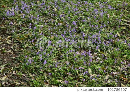 Skullcap flowers/Tatsunami grass Skullcap flowers/Tatsunami grass 101786507