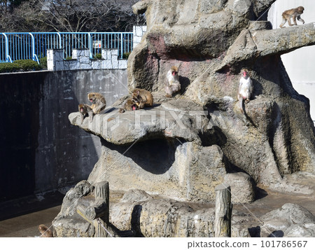 Ichikawa City Zoo and Botanical Garden, Monkey Mountain Ichikawa City Zoo and Botanical Garden, Monkey Mountain 101786567
