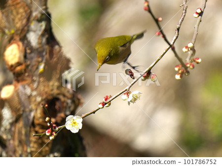 Japanese white-eye lured by the scent of plums to suck the nectar 101786752