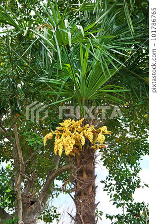 黃色棕櫚芽和花朵(春季,四月) 黃色棕櫚芽和花朵(春季,四月) 101786765