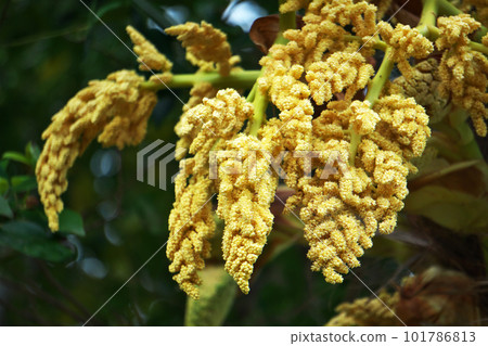 黃色棕櫚芽和花朵(春季,四月) 黃色棕櫚芽和花朵(春季,四月) 101786813