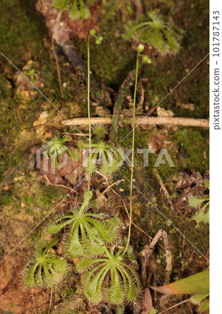 Natural plant: Coleops sphagnum, bright green leaves. The red leaf and the green leaf are the same Rhododendron. Natural plant: Coleops sphagnum, bright green leaves. The red leaf and the green leaf are the same Rhododendron. 101787143