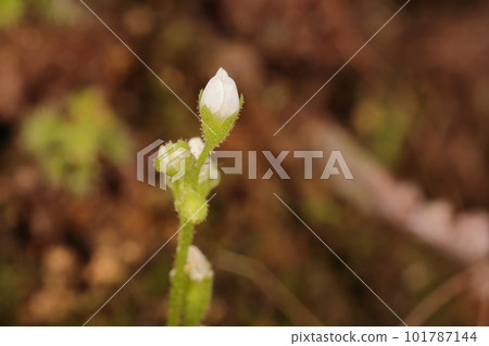 Nature Plants Common moss, mountain fields in April. Several flowers are attached to the tip of a long peduncle, and each flower blooms for a day. Nature Plants Common moss, mountain fields in April. Several flowers are attached to the tip of a long peduncle, and each flower blooms for a day. 101787144
