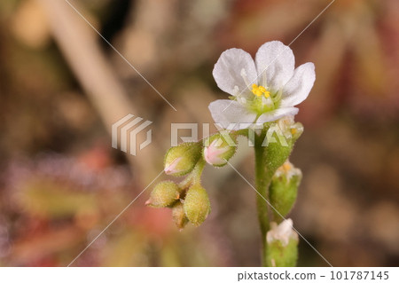 Natural plant: Common moss, the flowers are pink or white with five petals. It seems that white can only be seen in Okinawa (?) Natural plant: Common moss, the flowers are pink or white with five petals. It seems that white can only be seen in Okinawa (?) 101787145