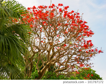 Flowers of Deigo 101787172