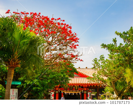 Deigo的花朵 101787173