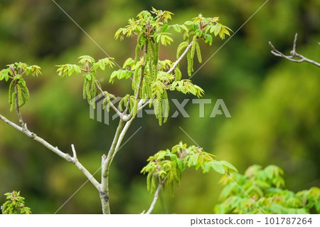 新鮮的綠色核桃葉子和雄花 101787264