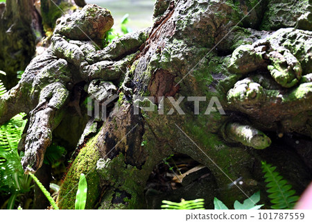 Fukugi trees in Bise 101787559