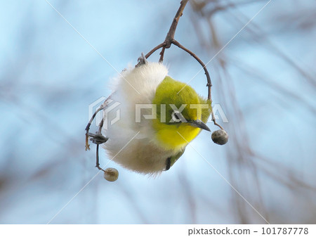 Japanese white-eye that came to pluck the fruit in the early morning of spring 101787778