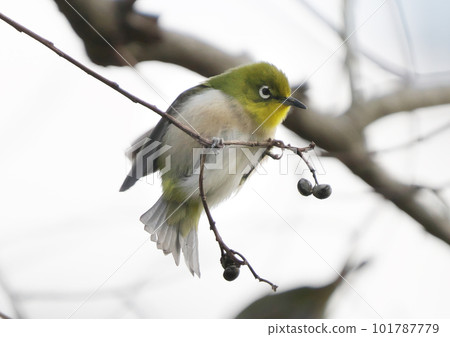 Japanese white-eye that came to pluck the fruit in the early morning of spring 101787779