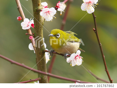 Japanese white-eye lured by the scent of plums to suck the nectar Japanese white-eye lured by the scent of plums to suck the nectar 101787802