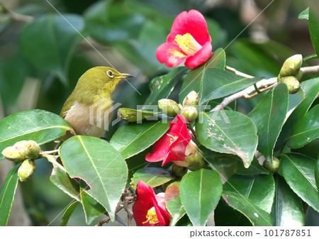 White-eye came to suck the nectar of the thicket camellia White-eye came to suck the nectar of the thicket camellia 101787851