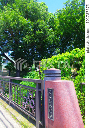 新綠的金比羅橋 新綠的金比羅橋 101787875