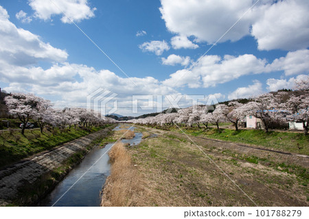 Natsui Senbonzakura in full bloom Natsui Senbonzakura in full bloom 101788279
