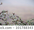 霧滴在新鮮的綠樹上 101788343