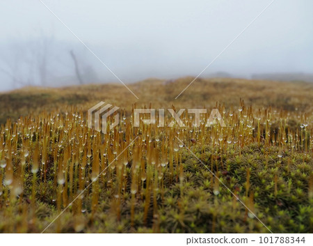 霧中的苔蘚和水滴 霧中的苔蘚和水滴 101788344