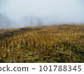 霧中的苔蘚和水滴 101788345