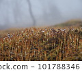 霧中的苔蘚和水滴 2 101788346