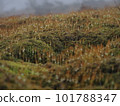 霧中的苔蘚和水滴 3 101788347