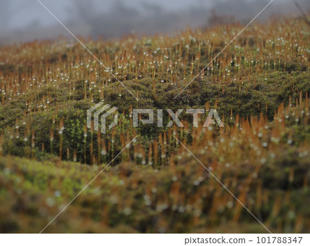Moss and drops in the fog 3 101788347