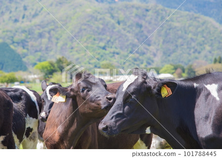 Cows on the ranch Cows on the ranch 101788445