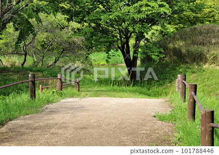 The road leading to the pond Refreshing fresh greenery The road leading to the pond Refreshing fresh greenery 101788446