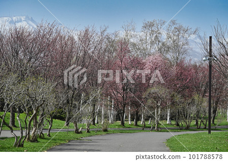 有殘雪和櫻花的山脈 有殘雪和櫻花的山脈 101788578