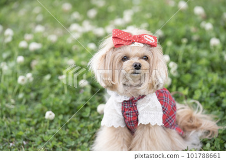 Chiwapoo smiling with white clover 101788661