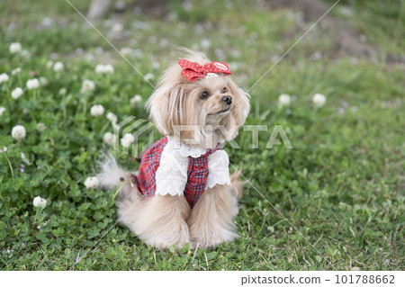 Chiwapoo smiling with white clover 101788662